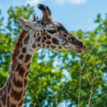 3d开奖结果走势图带连线图专业版最新数据分析 1mw2wb015x